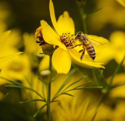 Nuri Danışman Çiftliği